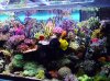 Aquarium%20de%20la%20Mer.jpg